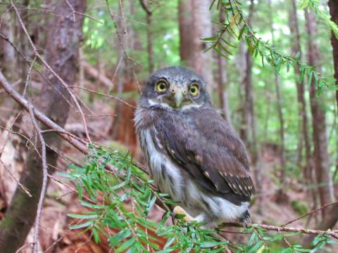 Northern Pygmy Owl