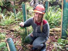 Silviculture Icon